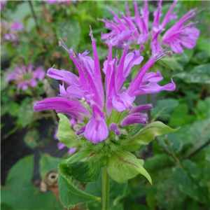 Monarda 'Humdinger'